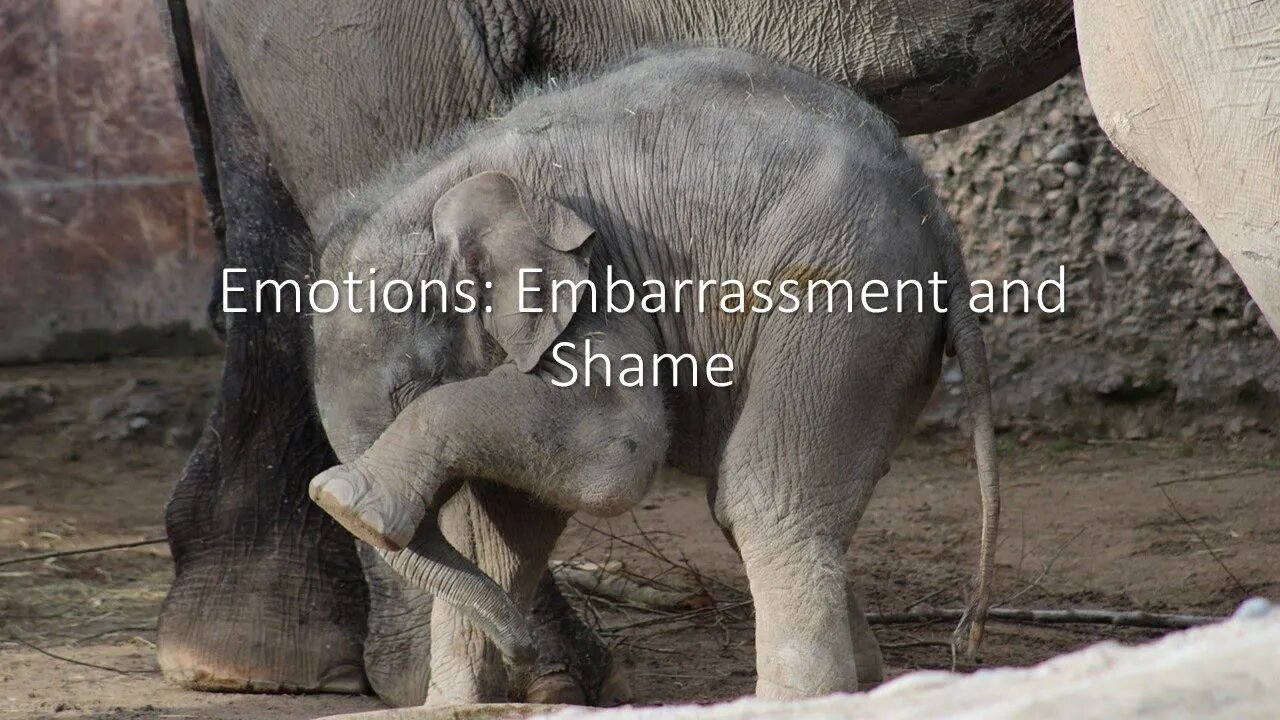 Sunday PM: Emotions: Embarrassment and Shame