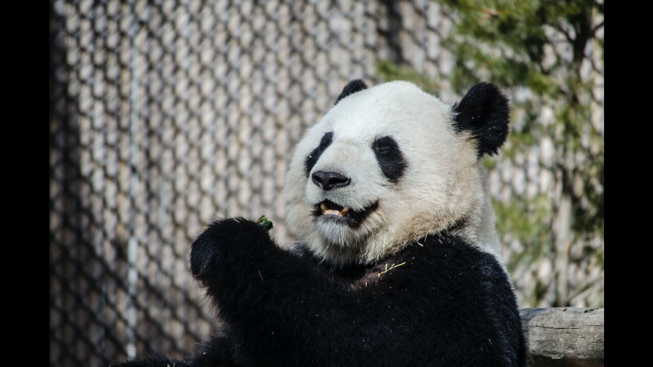 Cute and Funny Panda cubs compilation - Try not to Laugh!