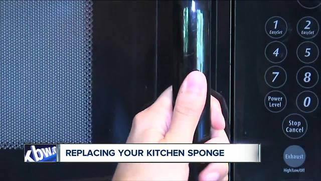 How often do you changer your sponge? It's probably not enough!