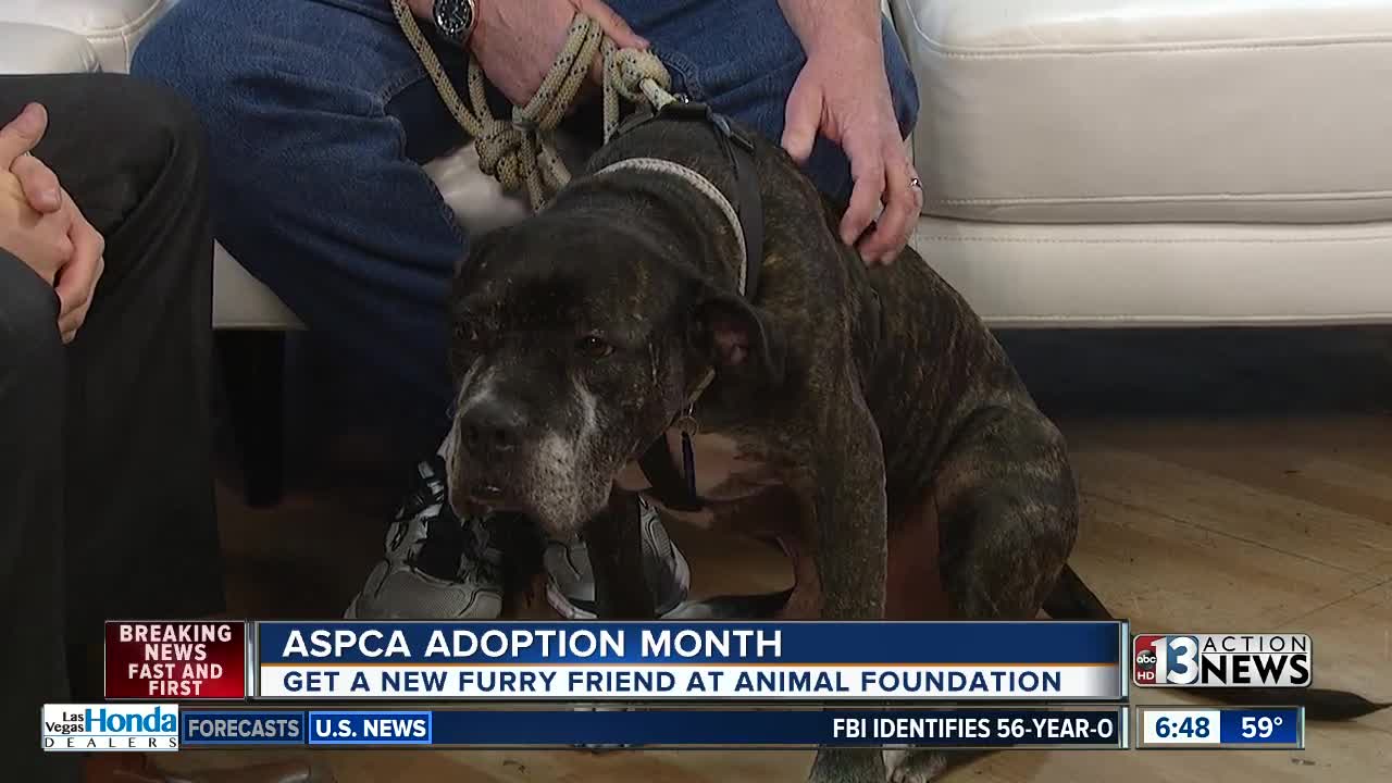 ASPCA Adoption Month