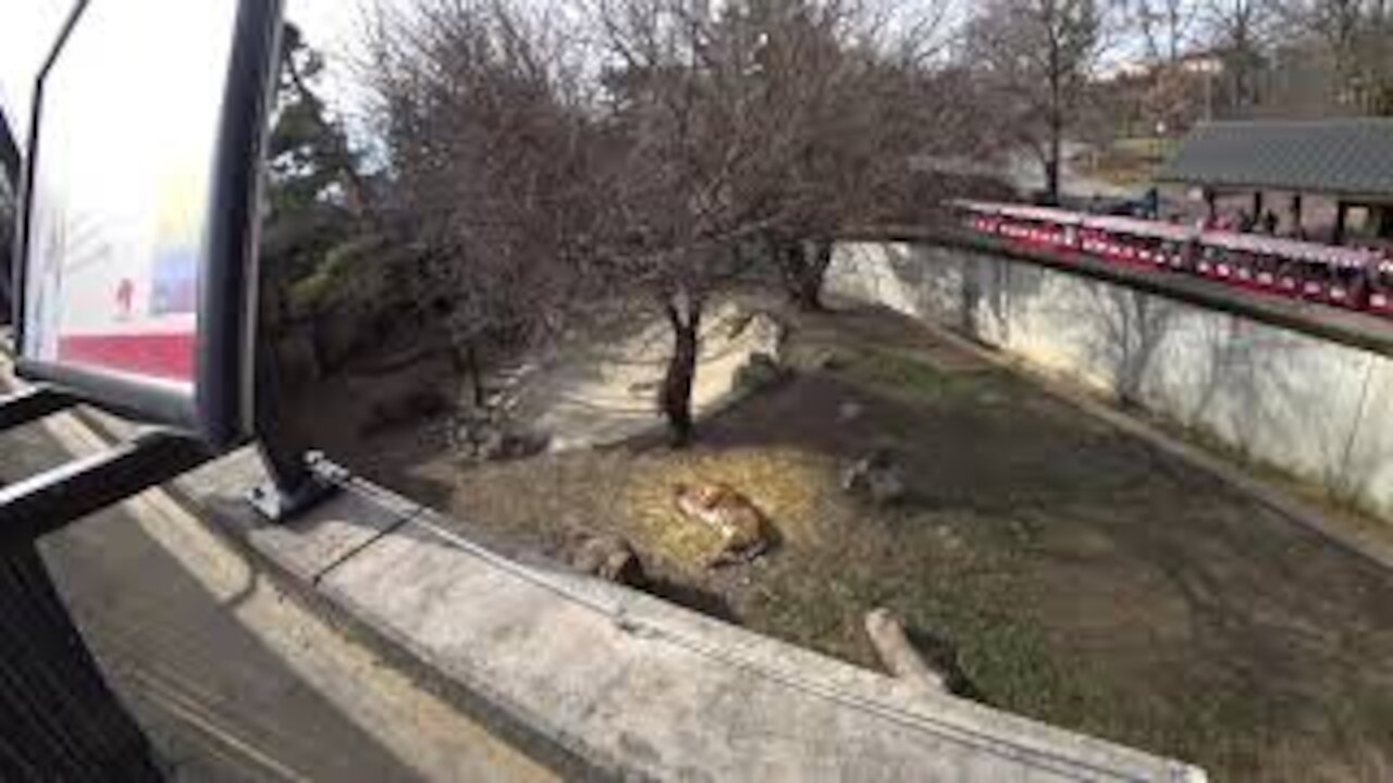 Tiger & Train Combo @ the St. Louis Zoo