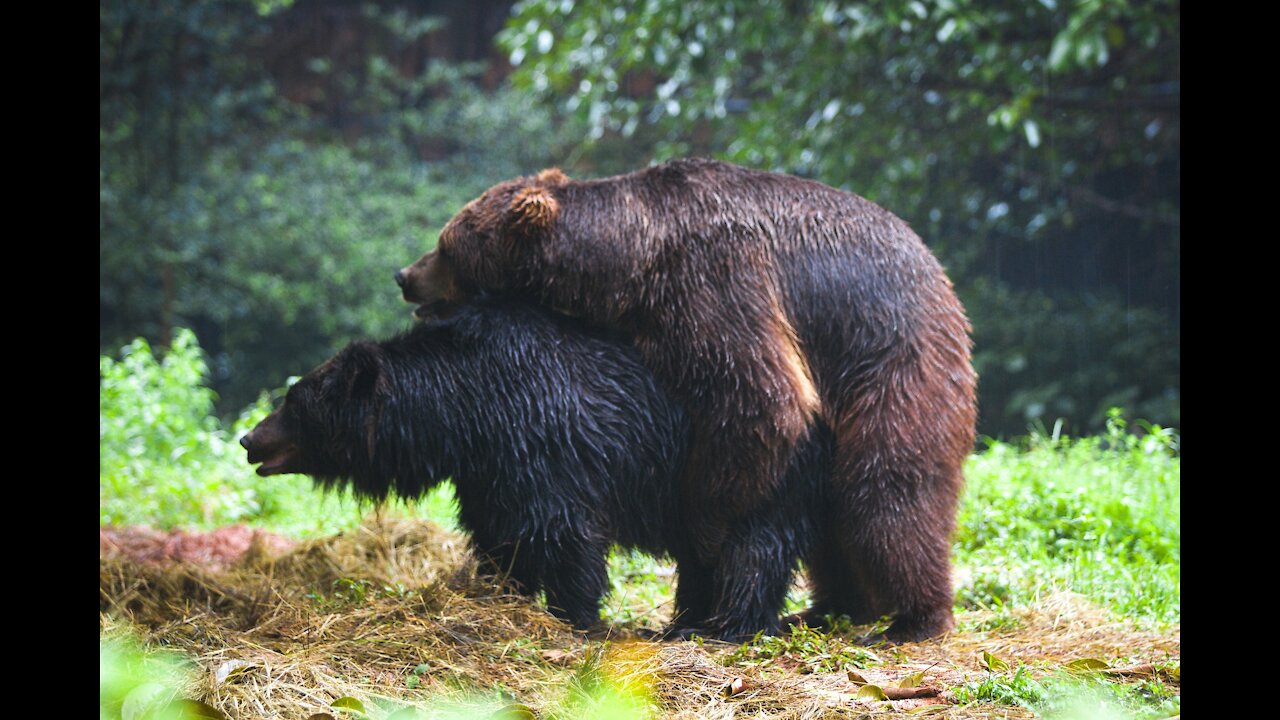 WILD LIFE BEARS