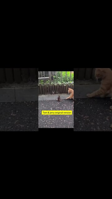 Tom & Jerry Original Version❄️ පුසයි මීයයි රන්ඩුව #tomandjerry #cat #rat #shorts