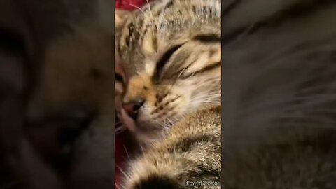CAT DISTRIBUTION SYSTEM EXPLAINED