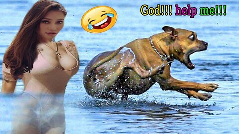 🤣Funny Dog Videos 2022🤣 🐶 It's time to LAUGH with Dog's life