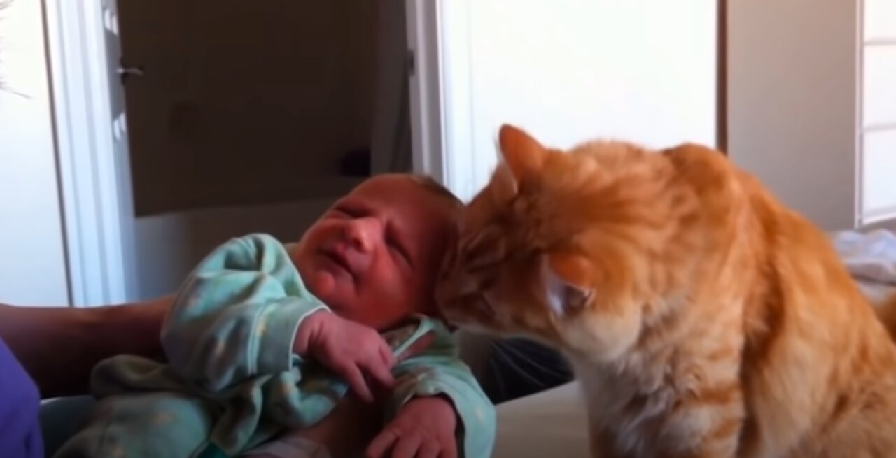 When CATS meet BABIES!