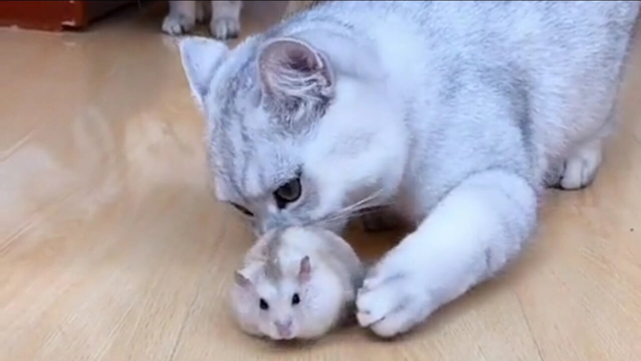 cool cat playing with hamster