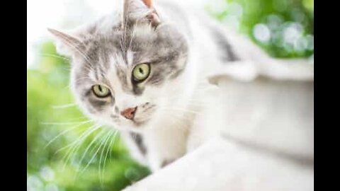 Stealthy kitty slides underneath sofa in style