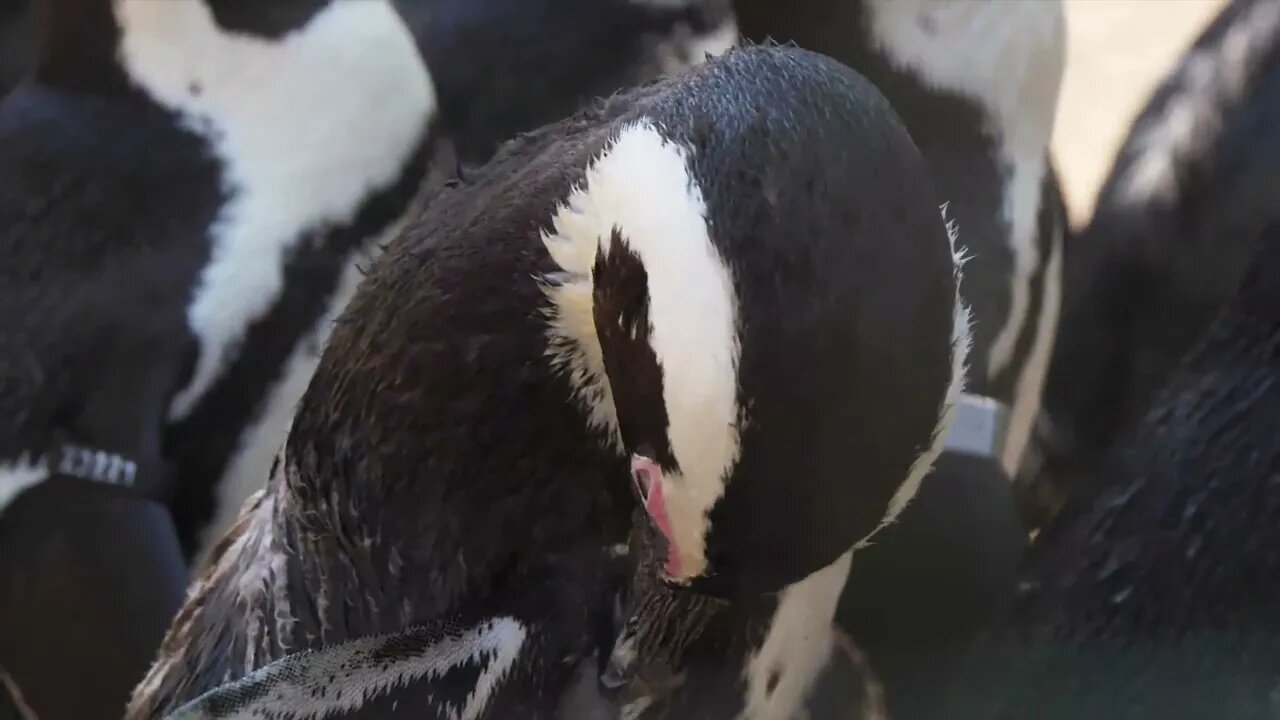 Most travel in cruise ships to view the ice caps and wildlife such as penguins ### 1