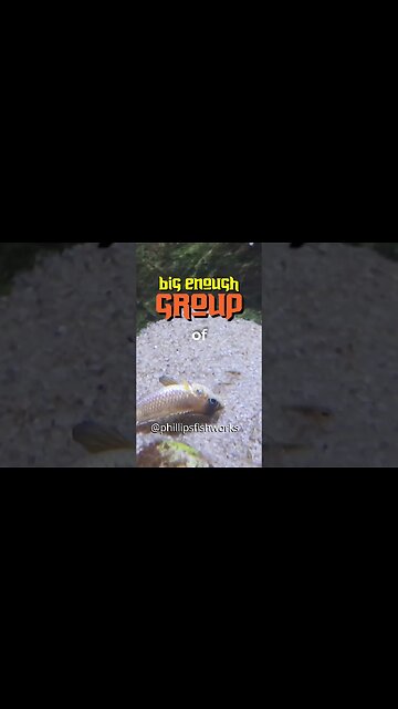 Keep a Big Army of Bacteria in Fish Tank - Food Web in a Natural Aquarium