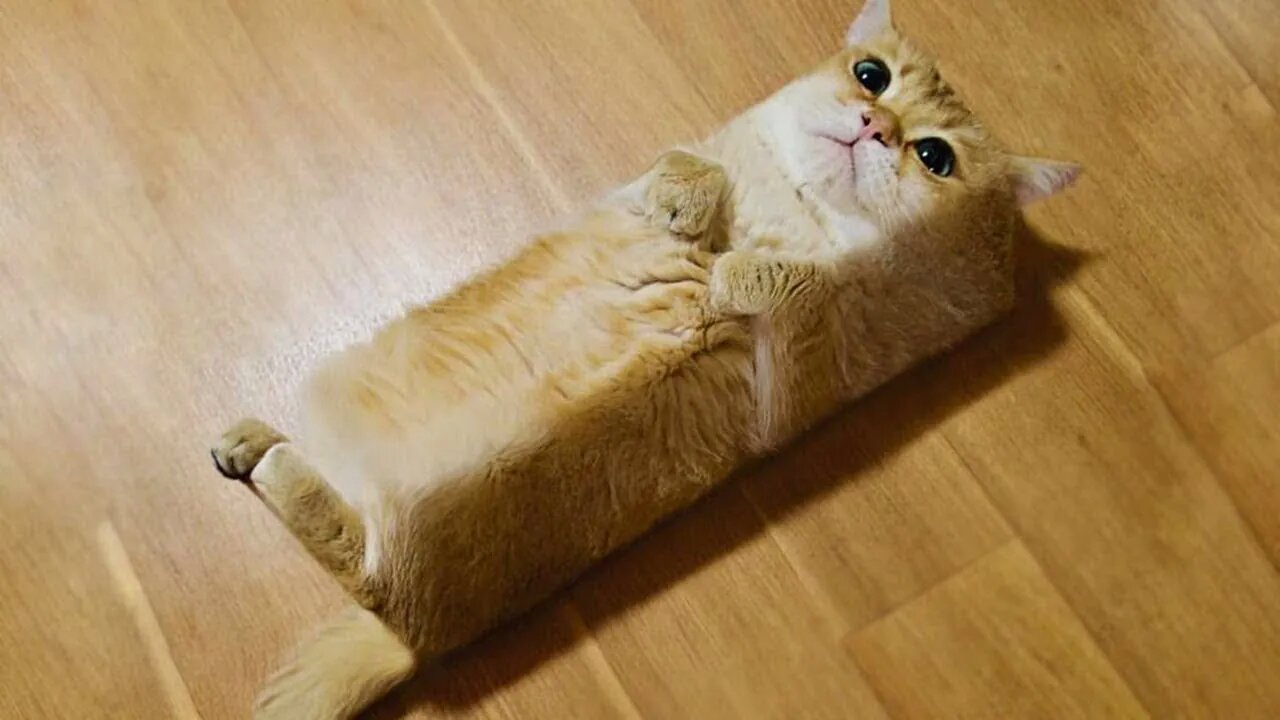Funny animals - Funny cats and dogs 😂