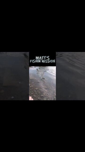 Huge smallmouth under an historic covered bridge!!!