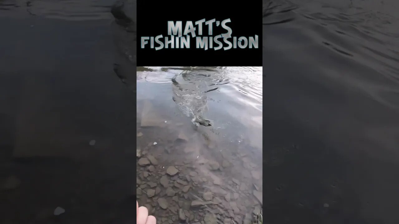 Huge smallmouth under an historic covered bridge!!!