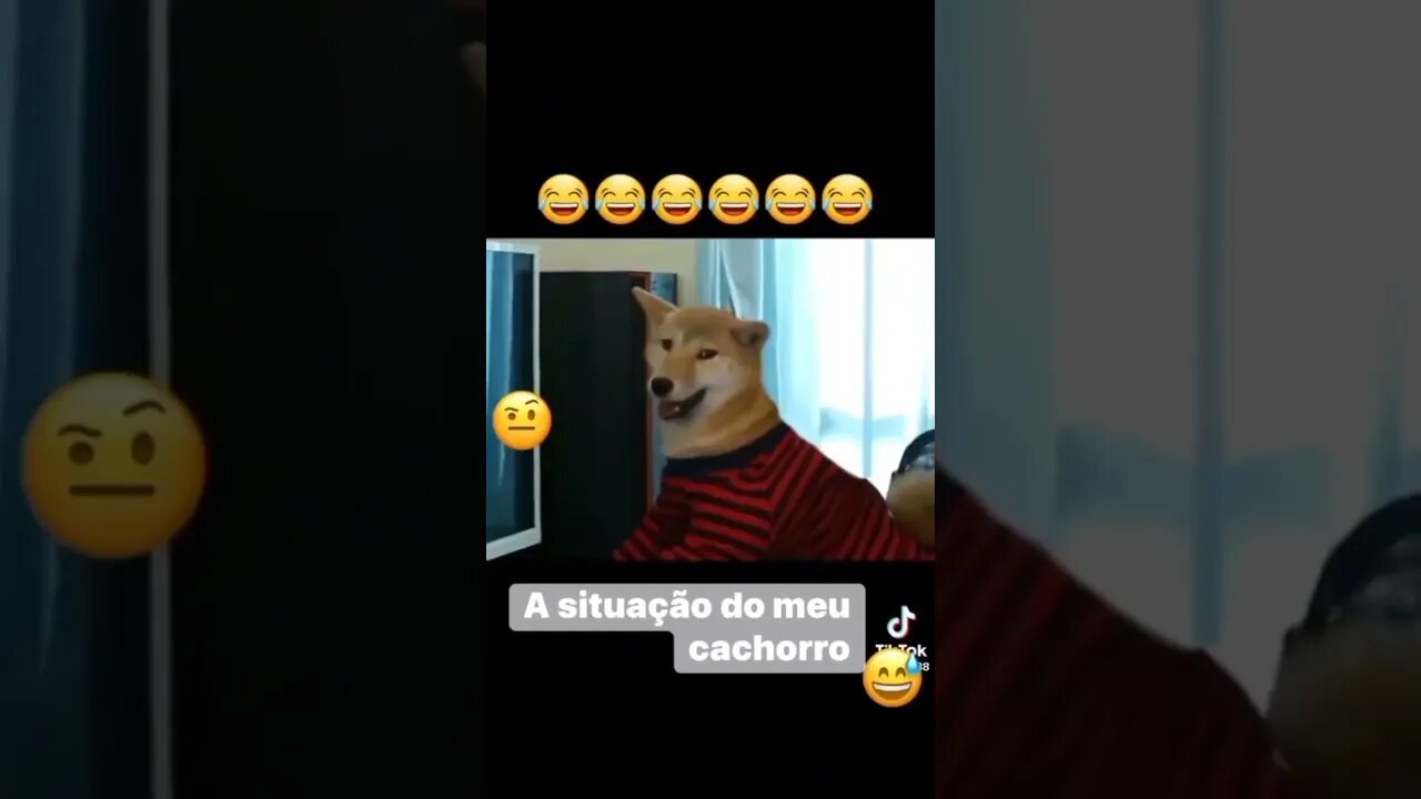 Quando teu cachorro é viciado! 😆😆😆