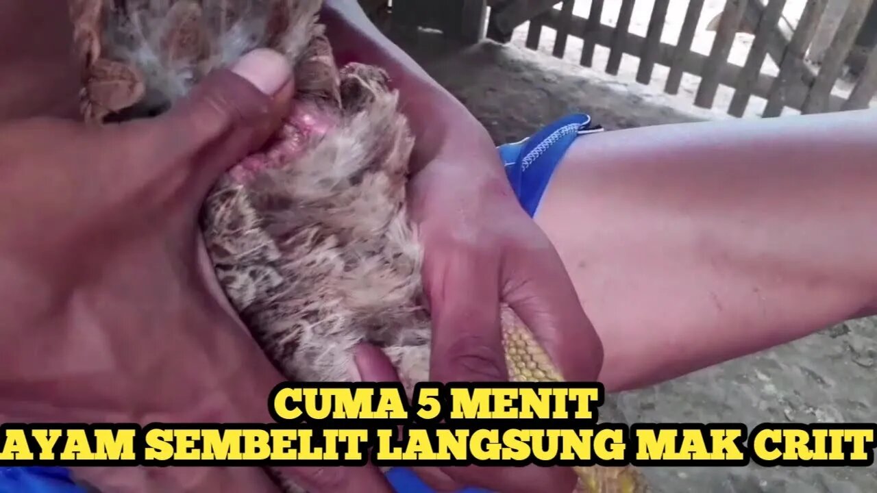 MENGOBATI AYAM SEMBELIT DENGAN MUDAH