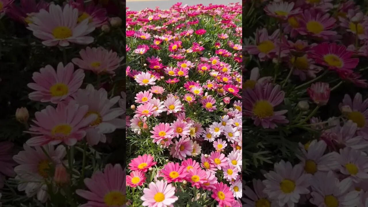 Amazing flower bed of pink gerberas next to a public road