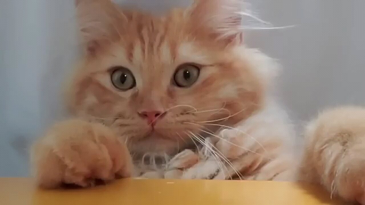 funny animal videos 2024