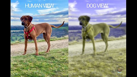 "Human vs Dog Vision: How Do They See the World?"
