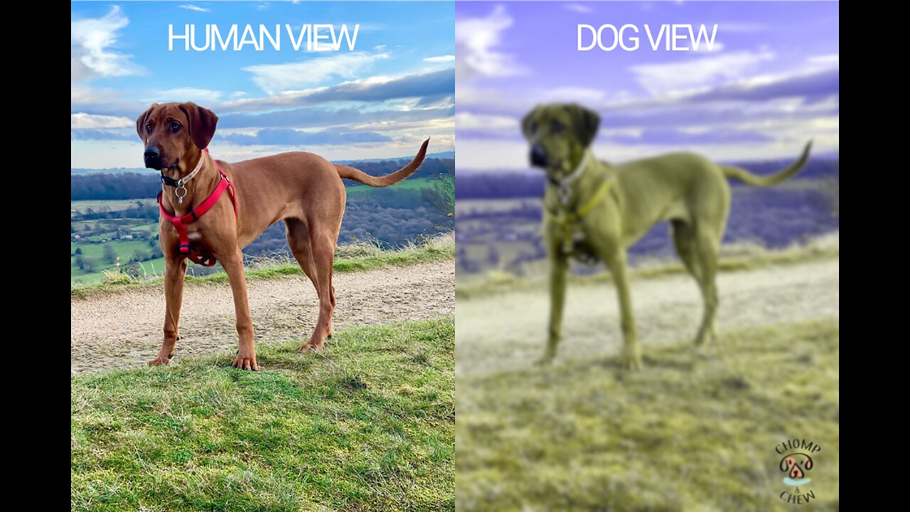 "Human vs Dog Vision: How Do They See the World?"
