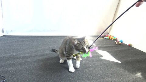 Hunter Cat Chases the Feather Toy