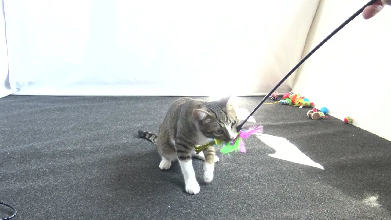 Hunter Cat Chases the Feather Toy