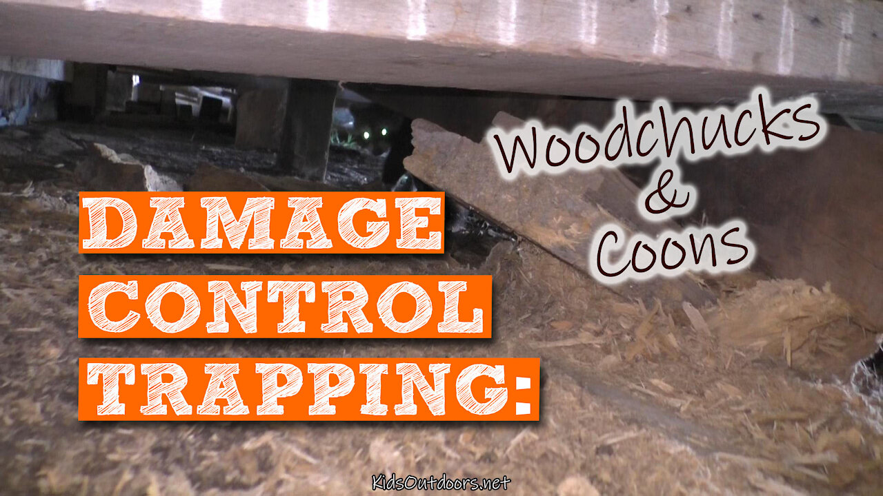 S2:E21 Damage Control Trapping Woodchucks & Coons | Kids Outdoors