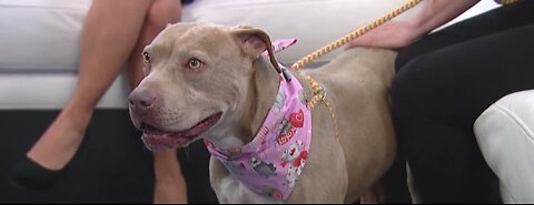 A Pet of the Week got adopted!