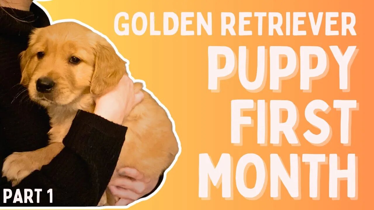 My Golden Retriever's First Month as a Puppy (Part 1)