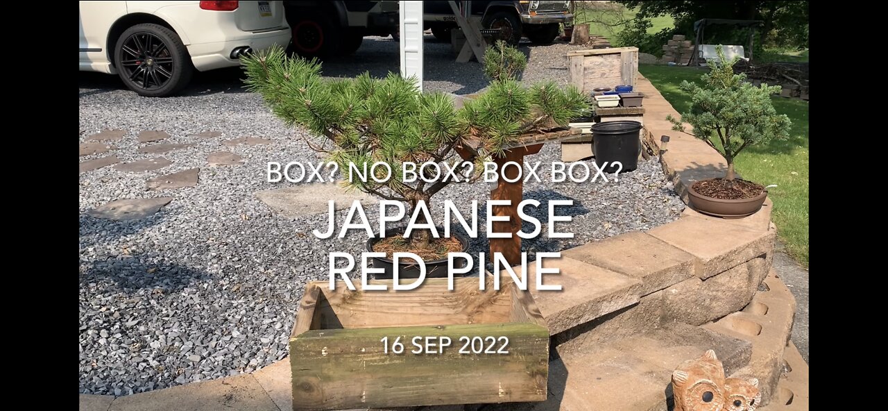 Box? No Box? Japanese Red Pine