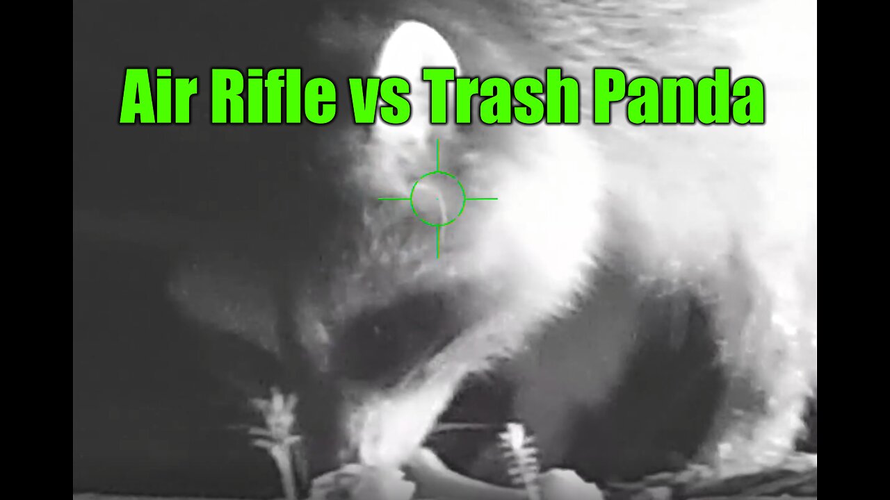 Racoon meets JSAR Raptor 22 Airgun Hunting