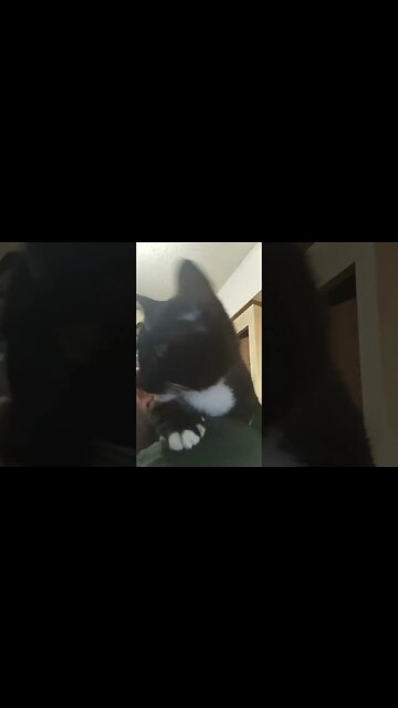 Daily dose of Cat #shortsfeed #kittycat #shortsvideo #cat #catvideos #youtubeshorts