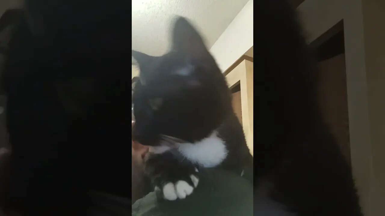 Daily dose of Cat #shortsfeed #kittycat #shortsvideo #cat #catvideos #youtubeshorts