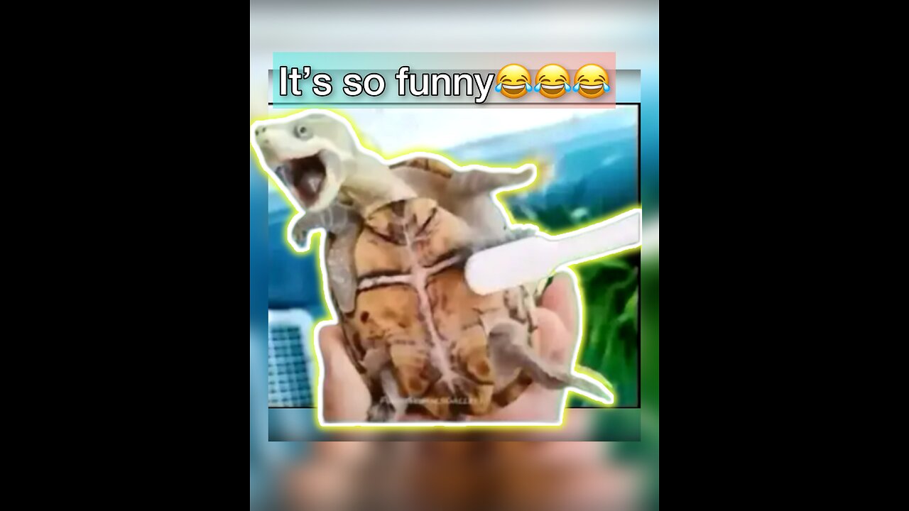 Cute and funny animals video compilation 😂😂😂😂