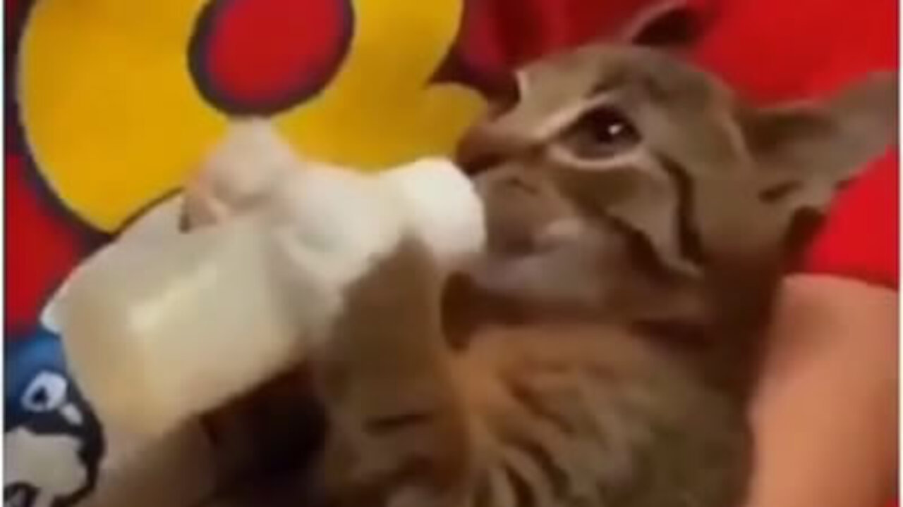 Funny kitten drinking milk from the bottle