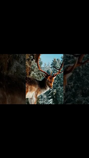 Nature in Winter Ambience