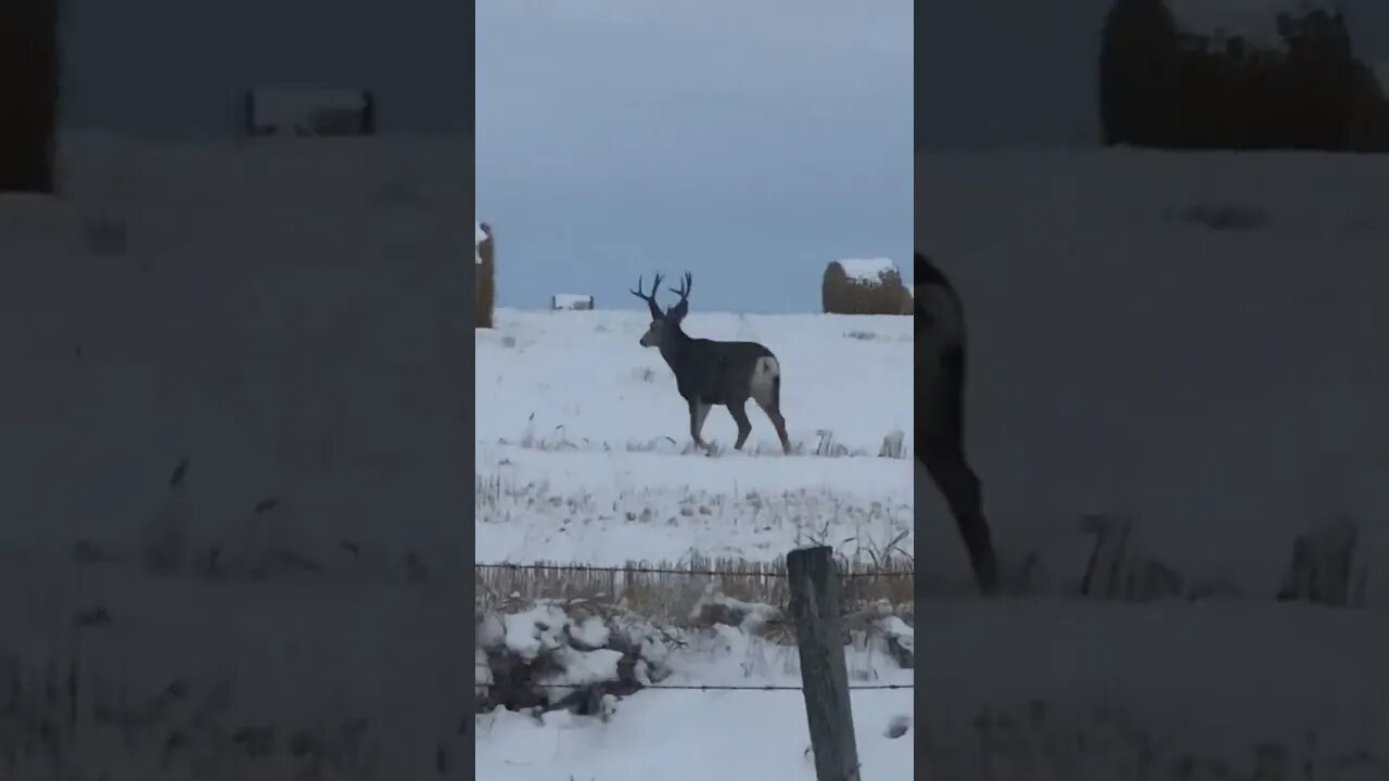 Mule Deer🦌🦌