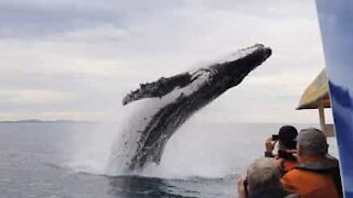 Megattera volteggia nell'aria di fronte a turisti meravigliati