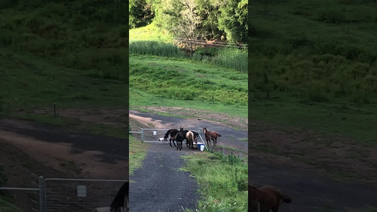 Henry Dog cannot get through the gate for all the horses!