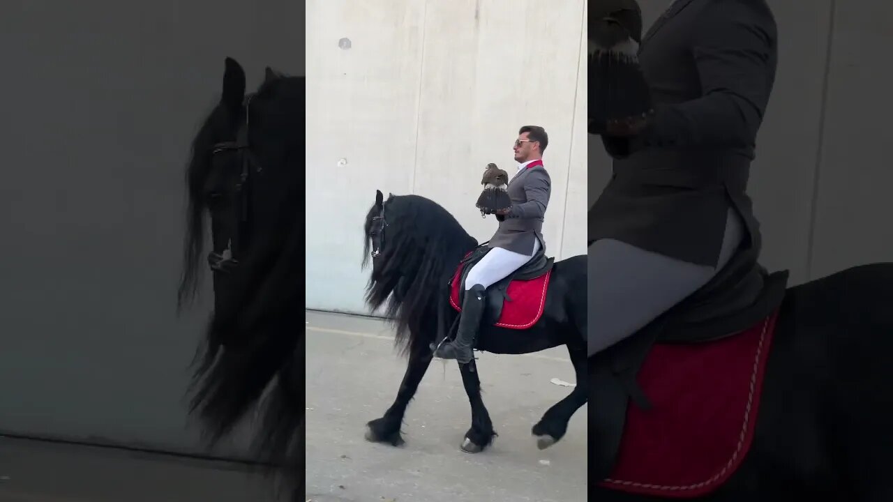 Riding a horse holding a falcon in his hand #fieraveronacavalli2022
