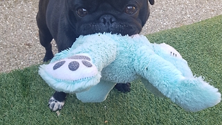 Pug takes favorite toy with him for walk