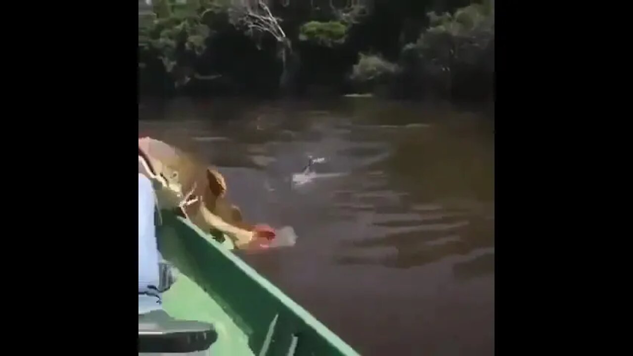 BIGGEST FISH ever Caught on Spinning Tackle!