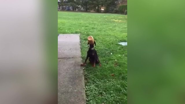 Funny Doberman Dog Has A Peanut Butter Jar Stuck On Its Head