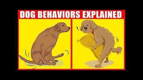 The Meaning Behind 21 Strangest Dog Behaviors😲