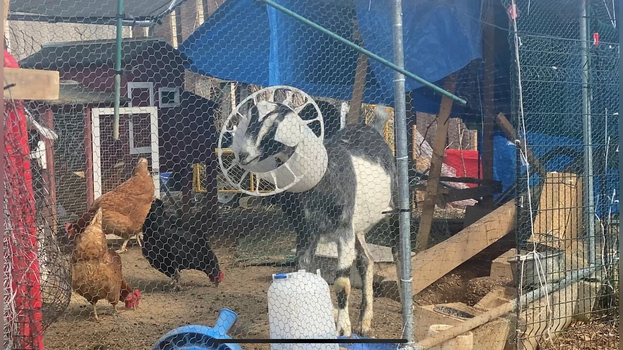 Demolition goats