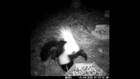 Skunks fighting over a peanut and Don’t worry they are mates.