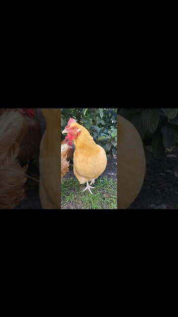 This Beautiful Buff Orpington Has a Heart Shaped Eye #chickens #chickenshorts #chickenlife