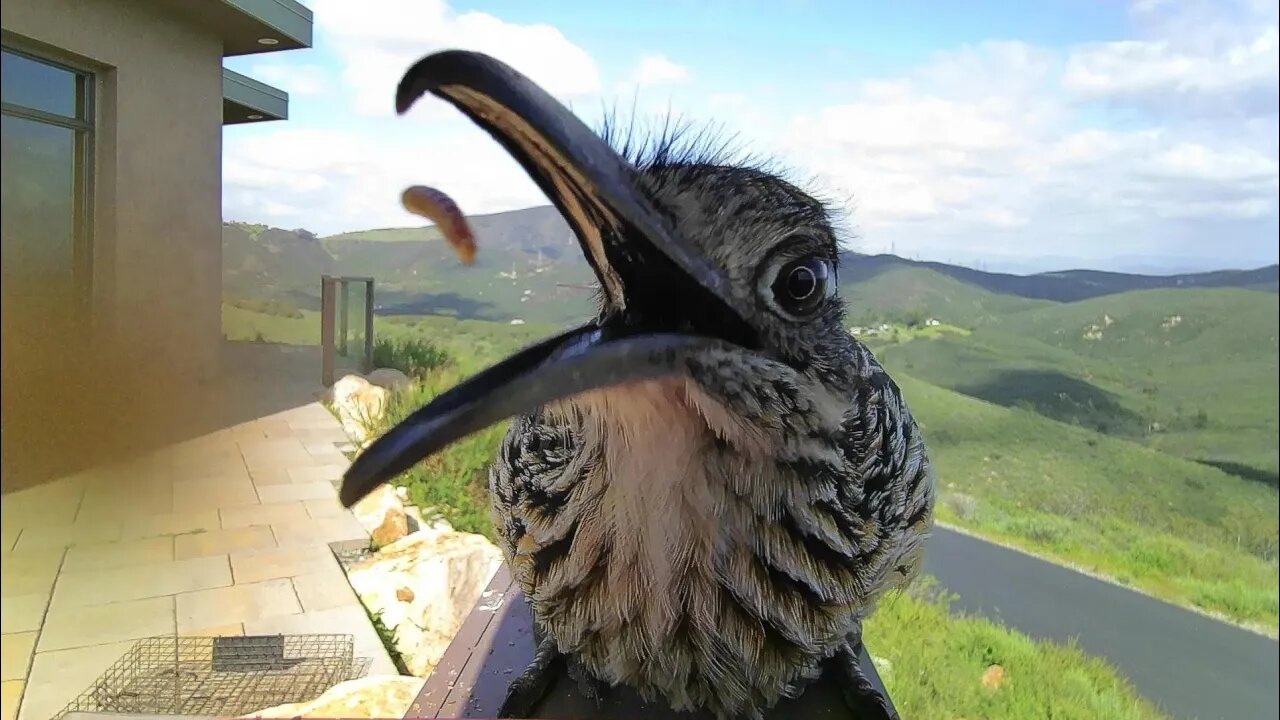 Friday's Are A Great Day To Enjoy Some Sweet, Adorable, Funny, Derpy Animals!!!