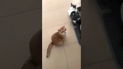 Funny Cats and Kittens Meowing Compilation&Baby Cats -Cute and Funny Cat Videos #shorts (2)