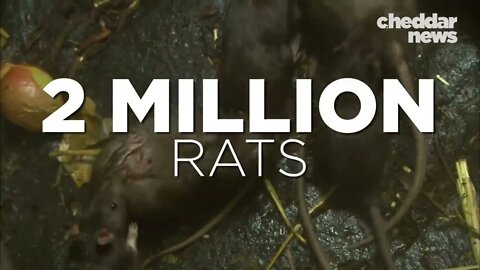 Why New York Has So Many Rats - NYC Revealed