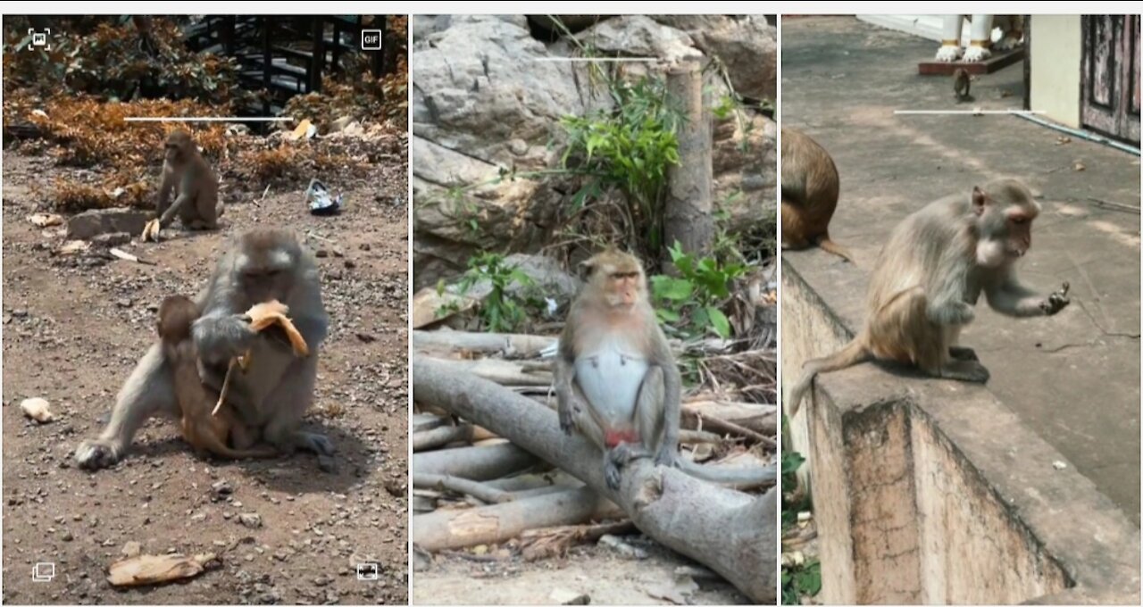 Funny Monkey ।। Floating Monkey ।।